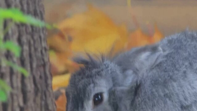 bunny in the forest