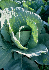Cabbage leaves bathing in the morning sun 朝陽を浴びるキャベツの葉