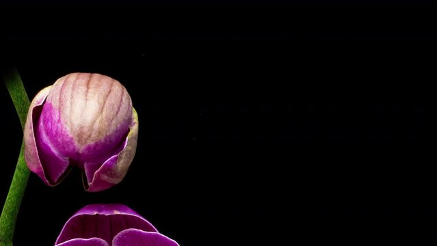 time lapse of opening a bud of a crimson orchid on a black background, beautiful flower close-up, macro photography