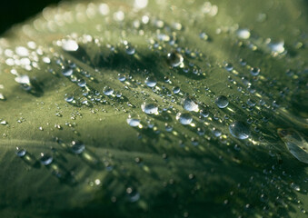 Drops shining on the leaves on a morning after the rain 雨あがりの朝、葉っぱの上で輝く雫