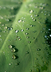 Drops shining on the leaves on a morning after the rain 雨あがりの朝、葉っぱの上で輝く雫