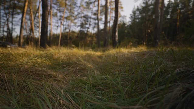 cinematic POV slow motion camera movement through green and yellow autumn grass on meadow in pine woods at sunset. car moving on background. weekend picnic in woods. car traveling