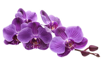 Enchanting Purple Orchid Bloom on Transparent Background.