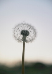dandelion fluff たんぽぽの綿毛