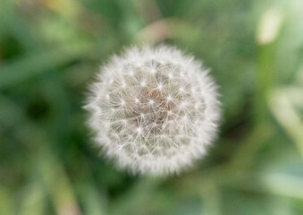dandelion fluff たんぽぽの綿毛