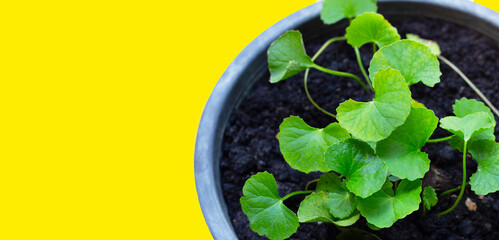 Gotu Kola Herb (Tiger's herb) in a pot