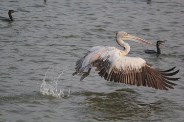 White pelican bird ready to fly on beach