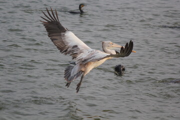 White pelican bird ready to fly on beach