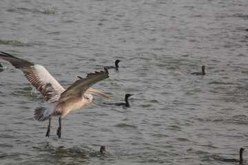 White pelican bird ready to fly on beach