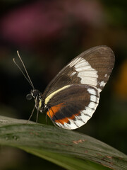 Beautiful nature scene with tropical butterfly. Macro shot of tropical butterfly on the leaf. Tropical Butterfly in the nature habitat.