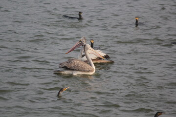 White pelican bird ready to fly on beach