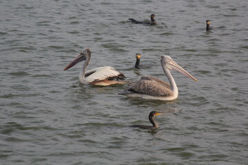 White pelican bird ready to fly on beach