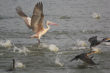 White pelican bird ready to fly on beach
