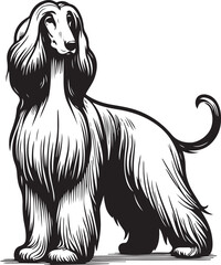 afghan hound dog pet portrait in line art or stencil art vector illustration, isolated on transparent background