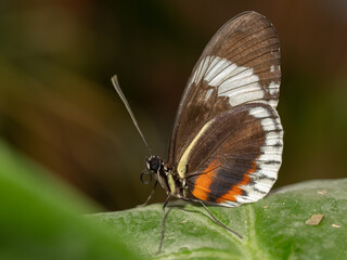 Beautiful nature scene with tropical butterfly. Macro shot of tropical butterfly on the leaf. Tropical Butterfly in the nature habitat.