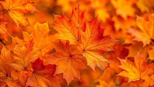 autumn background. bright colorful leaves of a red, orange and yellow colors colorful background with autumn maple leaves.