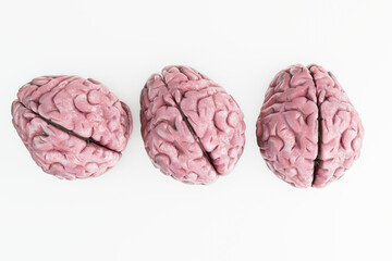 human brains isolated on white background - 747031705