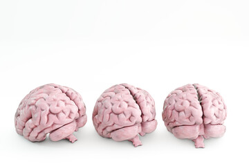 human brains isolated on white background - 747031719