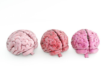 human brains isolated on white background - 747031722