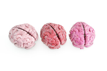 human brains isolated on white background - 747031726