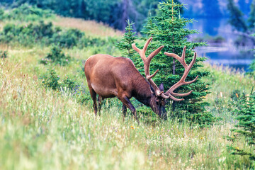 Elk with big antlers walking on a meadow in the wilderness