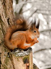 Naklejka na ściany i meble A red European squirrel sits on a tree and eats dried fruit. Wildlife animals in city park. Snowy winter in the forest