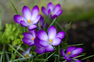 Obraz premium crocus flowers - one of spring flowers