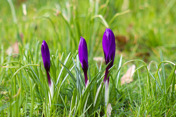 crocus flowers -  one of spring flowers