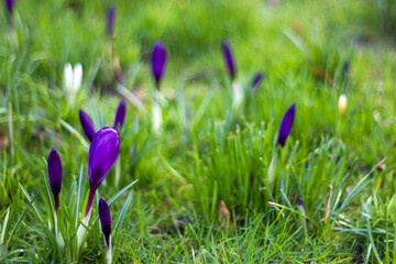 crocus flowers -  one of spring flowers