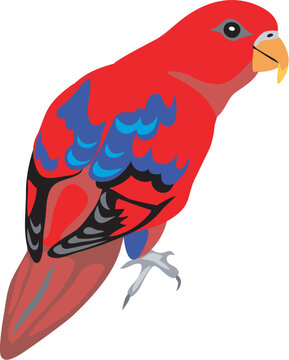 Red lory - vector illustration