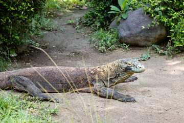 Komodo dragon is on the ground. Interesting perspective.  Indonesia.
