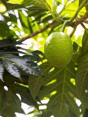 Breadfruit (Artocarpus altilis) tree with fruits. Breadfruit originated in the South Pacific and was eventually spread to the rest of Oceania.