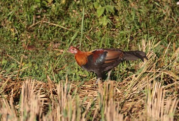 Male Red junglefowl (Gallus gallus).this photo was taken from Chittagong,Bangladesh.