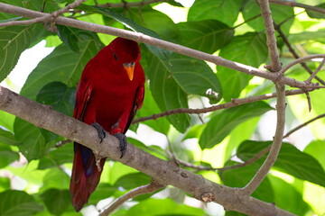 Red Lori, A spectacular red parrot with an orange bill