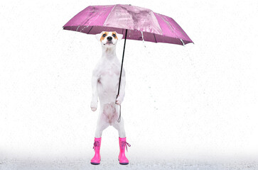 Dog Parson Russell Terrier standing on its hind legs in rubber boots under an umbrella during the rain isolated on a white background