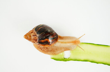 House snail (Achatina fulica) crawls along half cucumber and eats it. Invertebrate mollusk, slug. Selective focus. View from above.