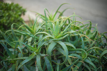 Aloe Vera plant closeup. Shallow DOF. - 747041116