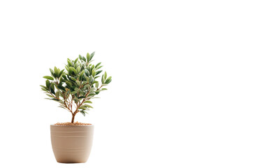Potted Plant on Windowsill Isolated on Transparent Background PNG.