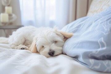a small white dog is sleeping on a bed with a blue pillow - Powered by Adobe