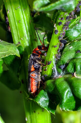Cantharis livida or Flower soft beetle sits on a plant