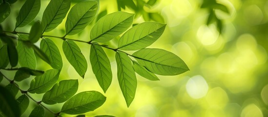 Obraz premium Lush Green Foliage Backdrop with Sunlight Filtering Through Leaves