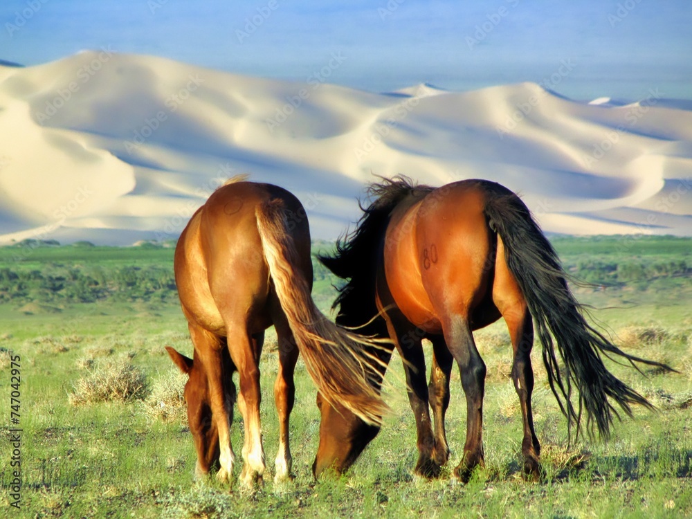 Poster Southern Mongolia