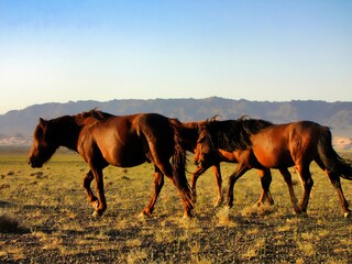 Southern Mongolia