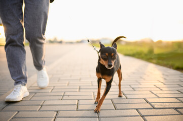  Cute smooth-haired Russian Toy Terrier walks alongside his owner on a leash during a leisurely...