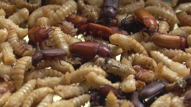 Group of beetles and maggots in a farm