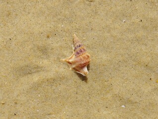 Fototapeta na wymiar Pelican foot (Aporrhais pespelecani) a sea snail from the Atlantic lies on the beach at low tide