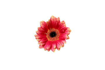 PNG, pink flowers, isolated on white background.