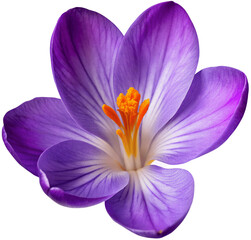 Beautiful purple blooming crocus flower macro isolated on a transparent background