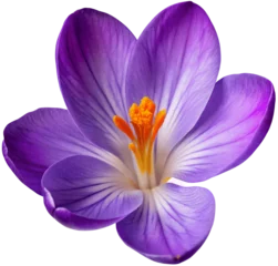 Foto op Canvas Beautiful purple blooming crocus flower macro isolated on a transparent background © Lek
