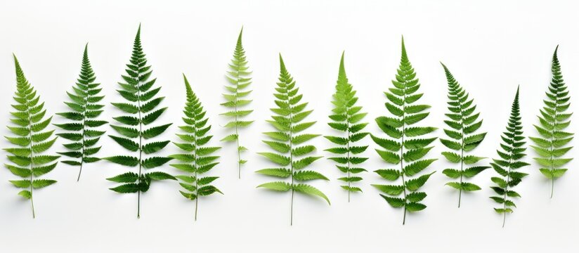 A row of bright green fern leaves is neatly arranged against a clean white background. Each leaf stands out with its delicate texture and vibrant color, creating a simple yet striking composition.